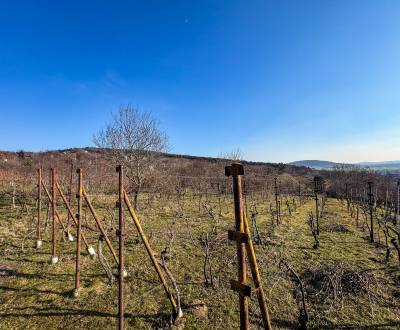 Na predaj  vinica v krásnej lokalite - 895 m2 - Nitra