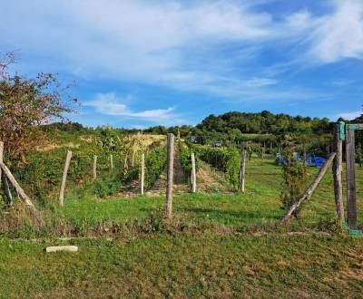 Oplotený obrábaný vinohrad so studňou a kontajnerom.