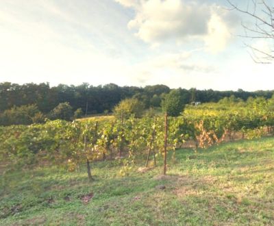 Vinica / Záhrada Pohranice 760 m2