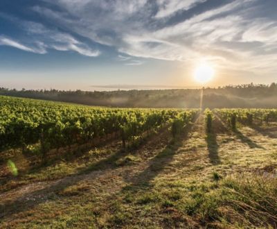Tekovská Nová Ves – 807 m2 POĽNOHOSPODÁRSKA pôda a VINICE