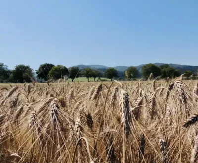 Bartošovce – 1.082 m2 POĽNOHOSPODÁRSKY pozemok 