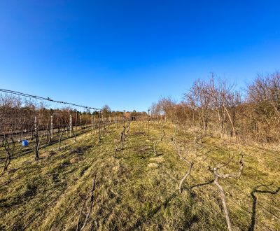 Krásna vinica pri Nitre - 895 m2 