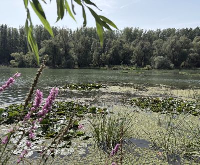 Predaj: Chata pri jazere s vlastným mólom v Bodíkoch