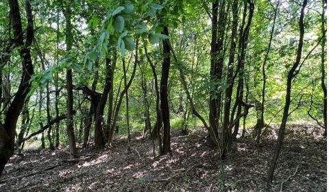 Na predaj Rekreačný pozemok v blízkosti Púchova- 3432 m2