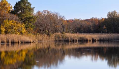 Ponuka pozemku na chalupu blízko rybníka 