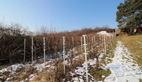 VINICA S UNIMOBUNKOU - ZLATÉ MORAVCE