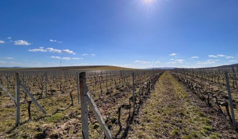 Na predaj vinohrady 50 ha v obci Širákov
