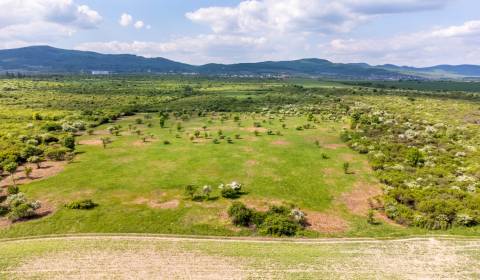 Pozemok v Modre s výmerou až 5.666 m2