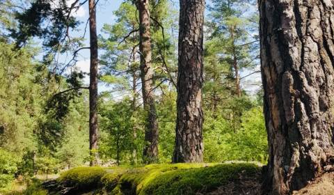 Mostište – 25.490 m2 LESOV (Urbáru) – PREDAJ