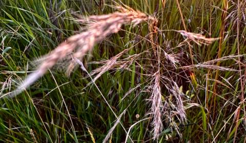 Zbudza – 4.336 m2 ORNÁ PÔDA podiel 1/1 – Predaj