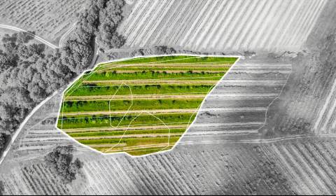 PREDAJ OBRÁBANÝCH VINÍC - GRINAVA, PEZINOK