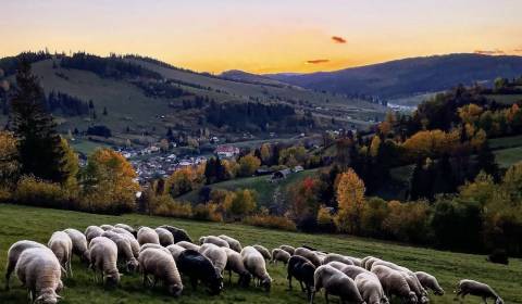 Čierny Balog - 560 m2 POĽNOHOSPODÁRSKY pozemok