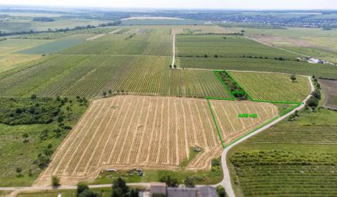 Na predaj zaujímavý pozemok v Modre s výmerou 6419 m2