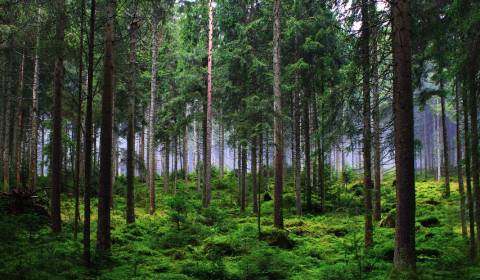 Kameňany – 4.800 m2 LESOV (Urbáru)