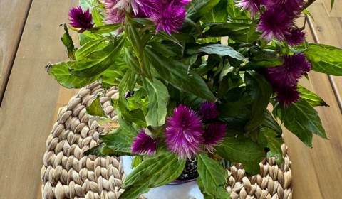 Rodinný dom na veľkom pozemku- Skvelá ponuka