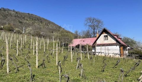 Rozsiahla vinica s historickou chatou v Slovenskom krase