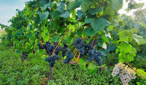 Viničný domček s pivnicou, vinohradom a záhradou v Kozárovciach