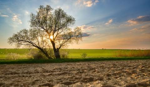 Poniky – 14.166 m2 ORNÁ PÔDA a LESY – Na Predaj