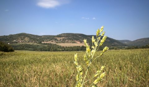 Plášťovce– 1.913 m2 ORNÁ PÔDA a LES v podiele 1/1 – Na Predaj