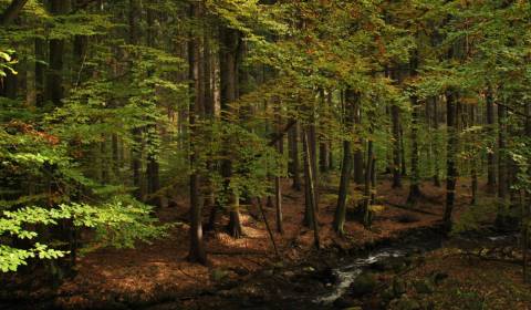 Liptovský Trnovec – 5.072 m2 LESOV (Urbáru) – PREDAJ