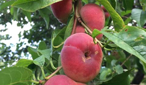 Kaskádovitá záhrada s výhľadom na Kalváriu – Nitra, Horné Krškany