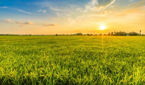 Šávoľ – 10.000 m2 ORNÁ PÔDA a LESY