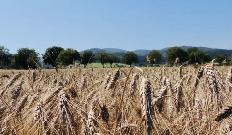 Bartošovce – 1.082 m2 POĽNOHOSPODÁRSKY pozemok – Predaj