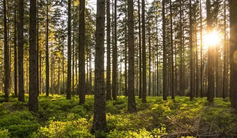 Revúca – 2.479 m2 LES  – PREDAJ