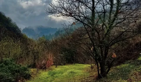 Závada – 1.834 m2 LESOV (Urbáru) – PREDAJ