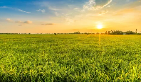 Šávoľ – 10.000 m2 ORNÁ PÔDA a LESY