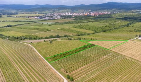 Na predaj zaujímavý pozemok v Modre s výmerou 6419 m2