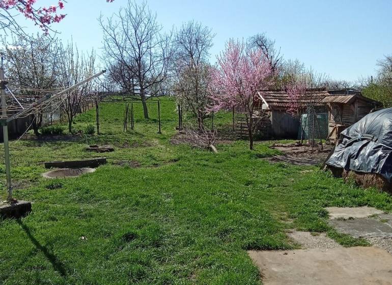 Na predaj stavebný pozemok 3655 m2 Zemianske Sady okr. Galanta  - Záhrada rodinného domu na Zemianskej ulici v Zemianskych Sadoch s rozkvitnutými stromami.