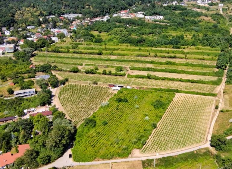 NA PREDAJ pozemky Vinohrady, BA III - Ahoj Briežky - Vinice v Bratislave - Ahoji, obklopené zeleňou a blízkosťou k domom a lese.