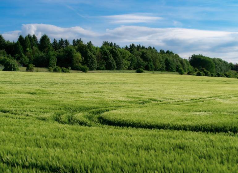 Kameňany – 6.600 m2 ORNÁ PÔDA a LES  - Zelené poľnohospodárske a lesné pozemky v Kameňanoch, obklopené hustým lesom a modrou oblohou.