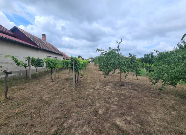 Na predaj pekný ,slnečný pozemok Moča ! - V Záhradách v Moči sa nachádzajú ovocné stromy a vinič s obytným domom.