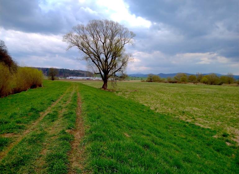 Topoľovka – 371 m2 INVESTIČNÁ ORNÁ PÔDA a LES - Krajina v Topoľovke, poľnohospodárske a lesné pozemky so stromom pod zamračenou oblohou.
