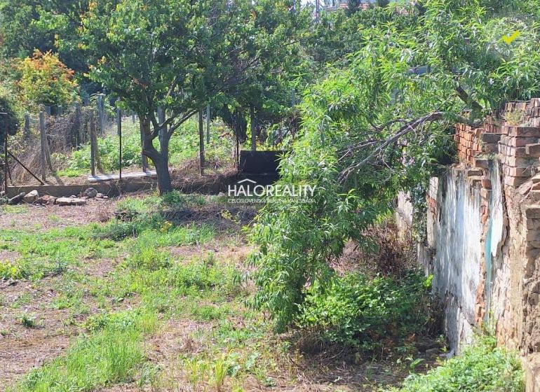 Predaj, pozemok pre rodinný dom   1364 m2 Dolné Orešany - Pozemok na bývanie v Dolných Orešanoch s ovocnými stromami a starým múrom.