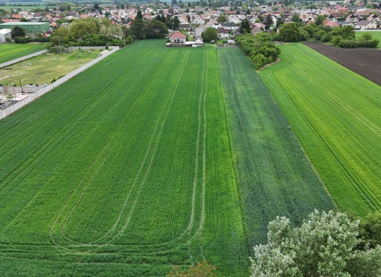 Veľký priestranný pozemok o rozlohe 7445 m2, Jelka  - Pole s obilím pri ulici Slaná dolina v meste Jelka, v pozadí Rodinné domy.