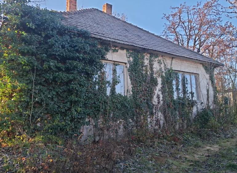 Priestranný pozemok so starším domom – Suchá nad Parnou - Chata v Suchej nad Parnou zarastená brečtanom s okolitou vegetáciou.