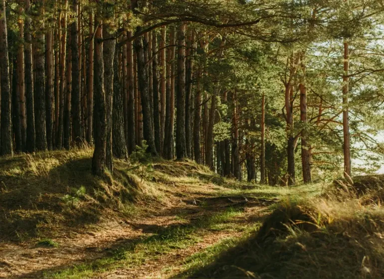 Boľ – 1.367 m2 LESNÉ POZEMKY - 1.webp