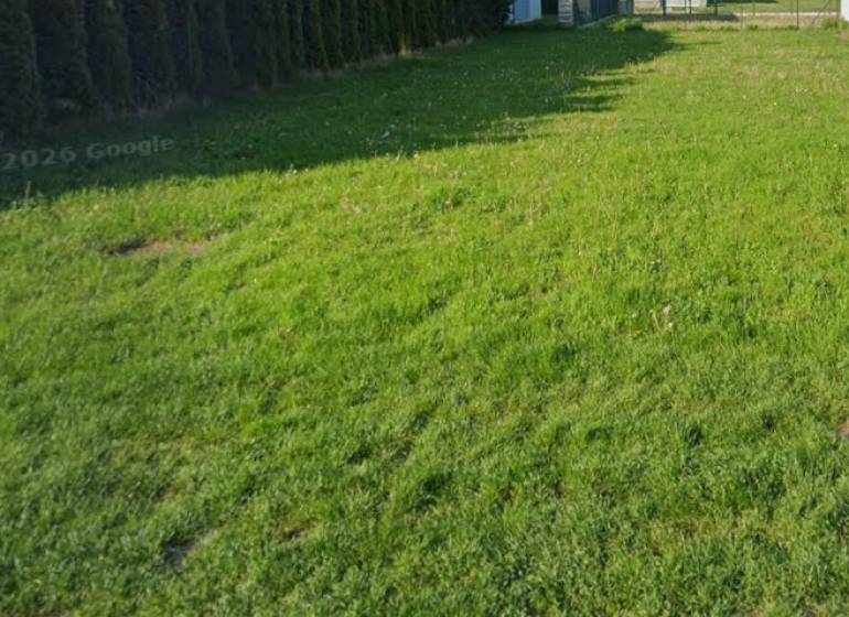 Stavebný pozemok v zastavanej časti , Kittsee - Trávnatý pozemok na bývanie v Kittsee s ihličnatými stromami na okraji.