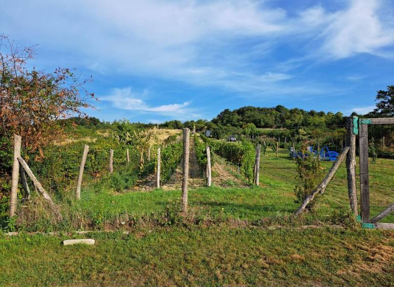 Oplotený obrábaný vinohrad so studňou a kontajnerom. - Vinice a zeleň na Rekreačných pozemkoch na Fajgalskej ceste v Pezinku.