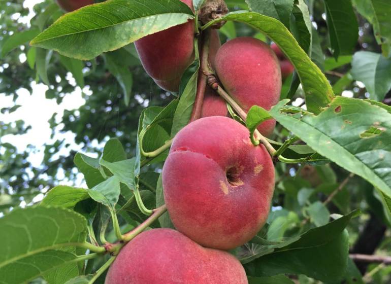 Kaskádovitá záhrada s výhľadom na Kalváriu – Nitra, Horné Krškany - Strom v záhradách Nitry so zrelými plochými broskyňami na vetvách.