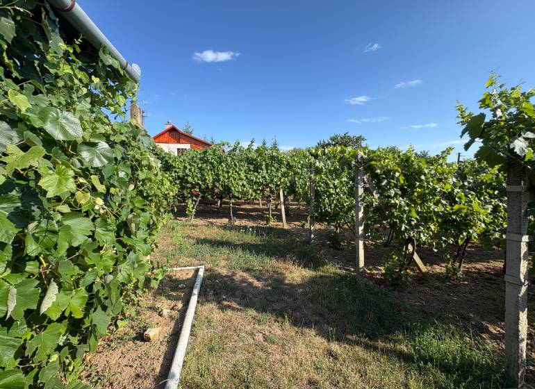 Na predaj: Ovocná záhrada v Leviciach - Vinohradnícke záhrady v Leviciach s červenou strechou a modrou oblohou.