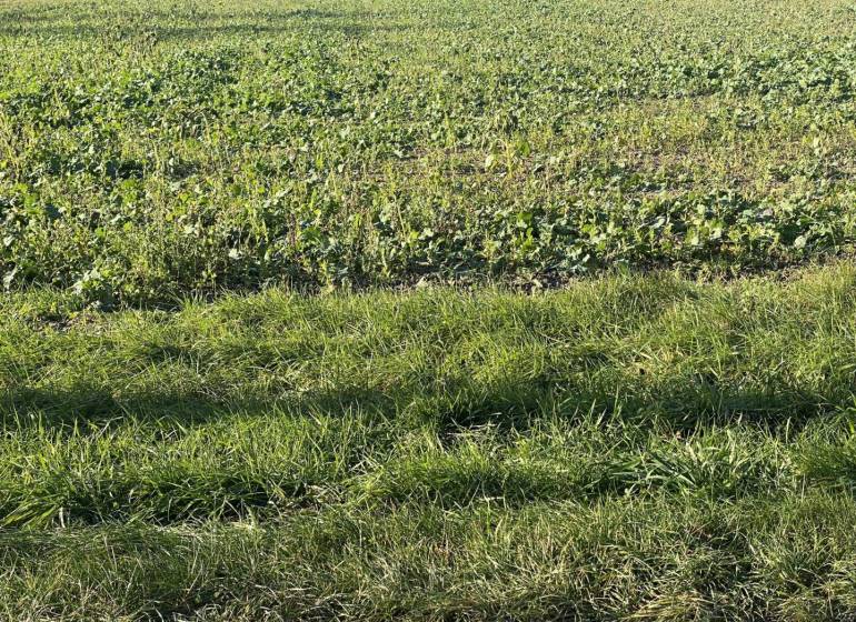 ☎️ 0918197701-IBA U NÁS !!  Na predaj investičný pozemok na výstavbu 1 - Zelené pole a tráva v Jahodnej, Zvláštne nehnuteľnosti.