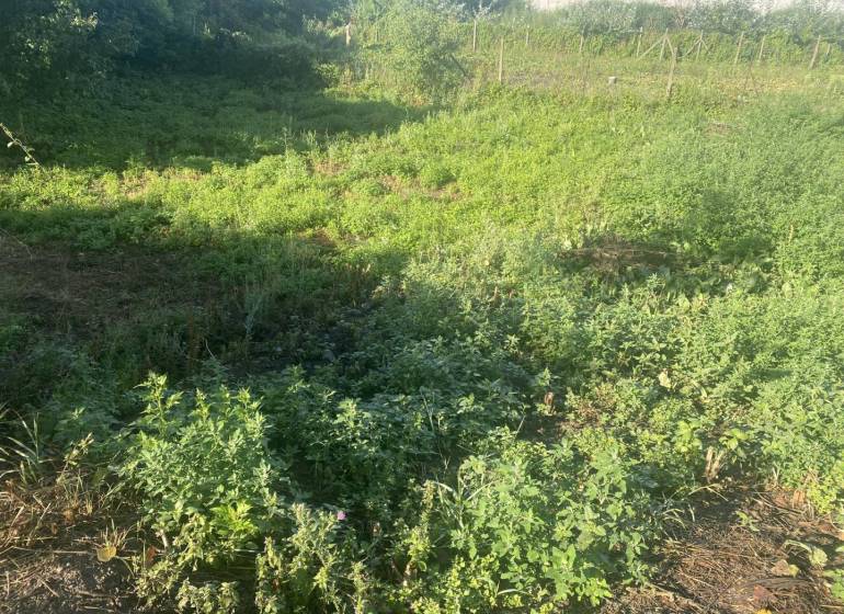 ☎️ 0918197701-Predám stavebný pozemok v obci Tomášikovo - Zeleň na pozemkoch v Tomášikove pre bývanie, obklopená bujnou vegetáciou.