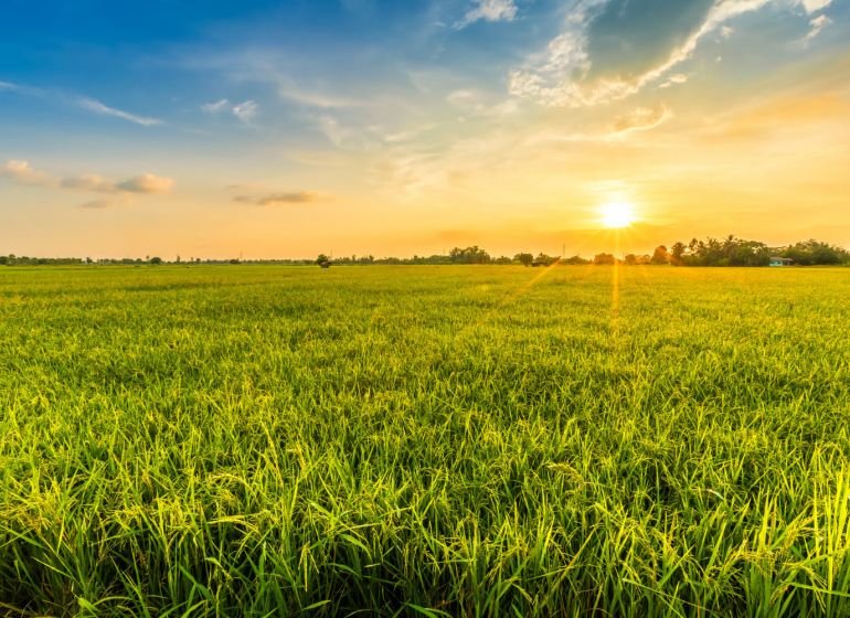 Šávoľ – 10.000 m2 ORNÁ PÔDA a LESY - Západ slnka nad poľnohospodárskymi a lesnými pozemkami v Šávoli s rozsiahlou trávou.