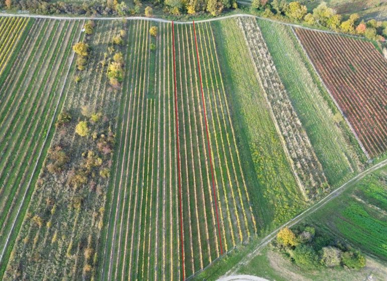PREDAJ Vinohradu – Pezinok - Vinice v Pezinku s radmi viníc a zeleňou, z vtáčej perspektívy.