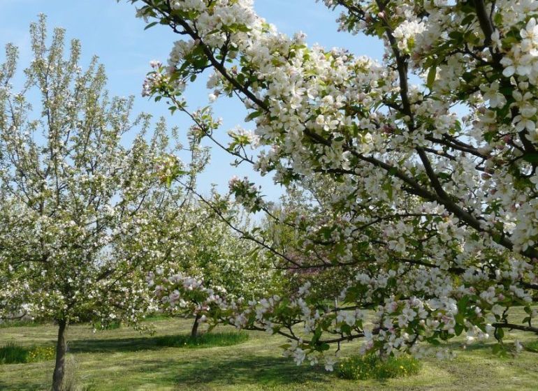 Kúpime pôdu, záhradu, vinohrad v okrese Pezinok. - Kvitnúce ovocné stromy na rekreačných pozemkoch, ideálne pre pokojnú relaxáciu.