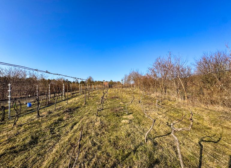 Krásna vinica pri Nitre - 895 m2  - Vinice na ulici Ambrova v Nitre, slnečný deň s bezoblačnou oblohou.